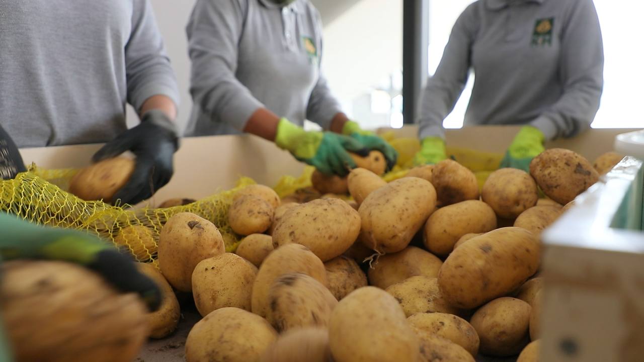 High demand for Kurdish potatoes in Gulf states